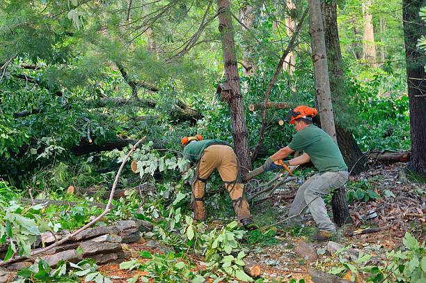 The Steps Involved in Our Tree Care Process in Enderlin, ND